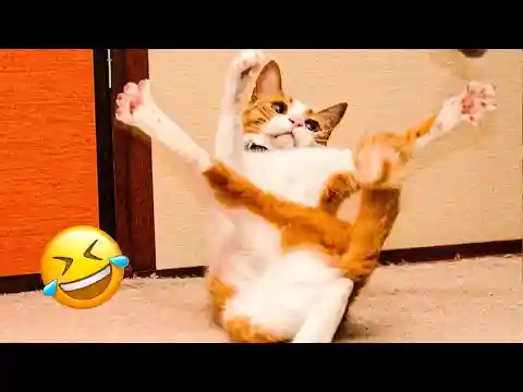 Best Animal Videos 2024 😂 - Funniest Dogs 🐶 And Cats 😺 Moments