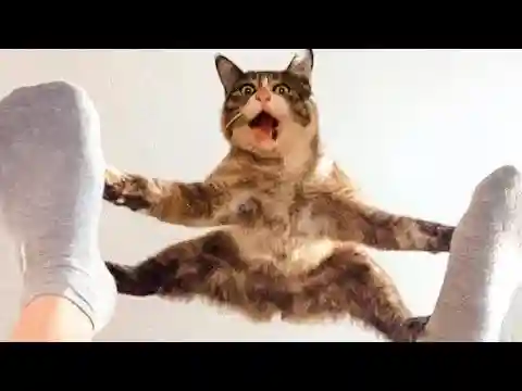 Funny Animal Videos 2024 😂 - Best Dogs 🐶 And Cats 😺