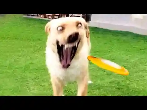 Funny Cats and Dogs Videos 😆 - Hilarious Animal Moments 🐶😺