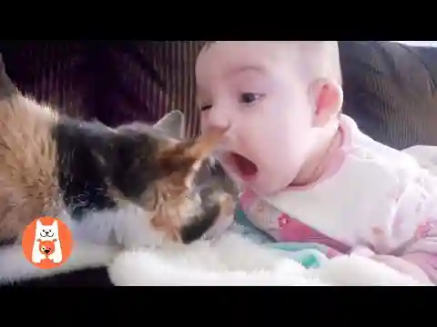 Intenta no Reírte 😜 Vídeos Divertidos de Bebés y Animales | Video de risa