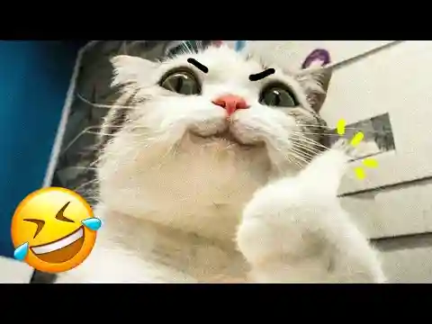 Funny Pets Videos 😄 - Dogs 🐶, Cats 🐱, and More!