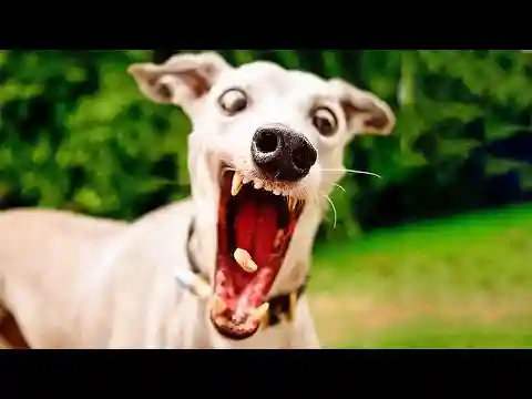 Best Funny Animal Videos 2024 😺 - Funniest Dogs And Cats Videos 😇