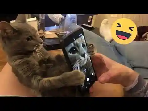 Funniest Animals 2024 🤣 - Hilarious Dog 🐶 and Cat 😺 Moments 2024