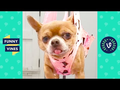 [1 HOUR] FUNNY ANIMALS OF THE YEAR | BEST OF THE YEAR 2020