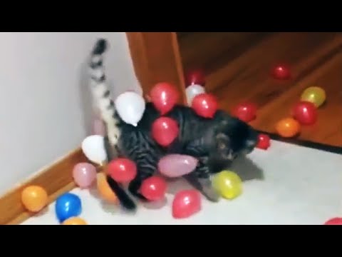 🐱🎈Cat Reaction to Playing Balloon 😂🎈😂 Funny Cat Balloon Reaction Compilation 🎈🐱 [Funny Pets]