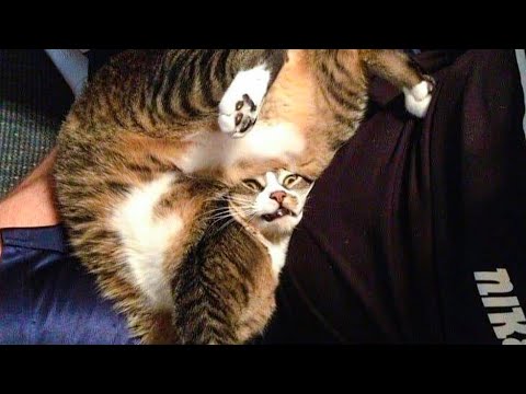 🐶 Dogs  And 😹 Cats In Funny Situations  - Funniest Of The 2020 😂