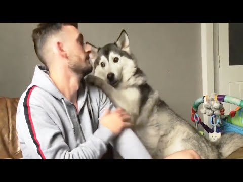 🐶 Dogs Want Attention Compilation 🐶 [Funny Pets]
