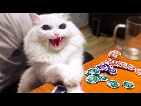 🤣 Funniest And Cute Cats 😻 Cats - Try Not To Laugh Animals - Funny Pet  Dogs And Kittens Videos 😇