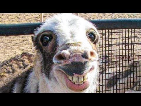 🐑 Funniest Animals 🐼 - Try Not To Laugh 😁 - Funny Domestic And Wild Animals' Life 2019