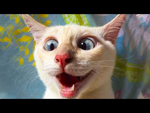 😂  Funniest 😻 Cats and 🐶 Dogs - Awesome Funny Animals' Life Videos 😇