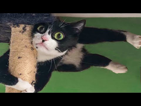 😁 Funniest 😻 Cats and 🐶 Dogs - Awesome Funny Pet Animals 😇