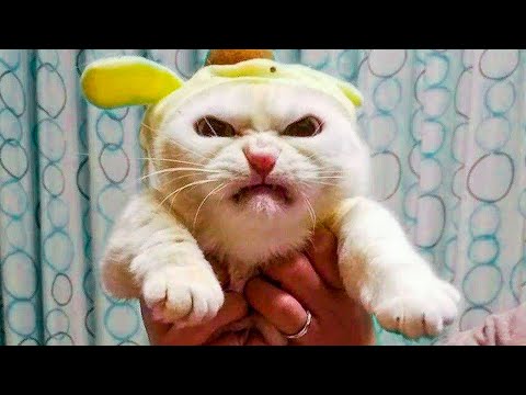 🤣 Funniest 😻 Cats and🐶 Dogs  - Awesome Funny Pet Animals Life Videos 😇