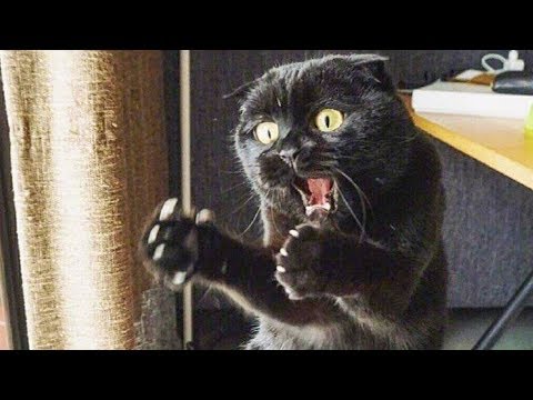 😁 Funniest 😻 Cats and 🐶 Dogs -  Funniest Animals Life 2019