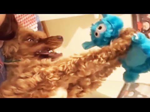 😂Funniest Dog Videos 2020😂 - Can’t Stop Laughing [Funny Pets]
