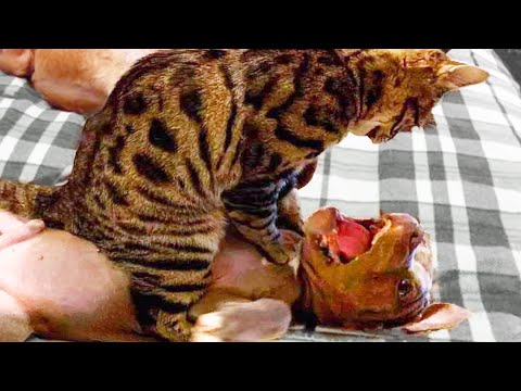 🤣 Funniest 🐶 Dogs and 😻 Cats - Awesome Funny Animals Life Videos 😇