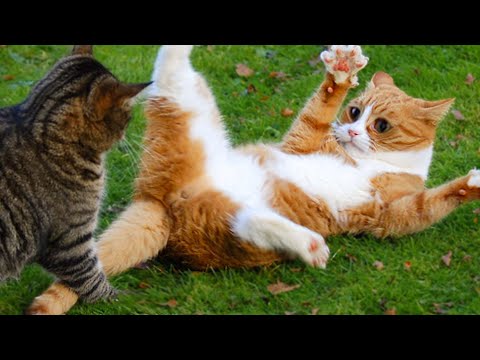 🤣 Funniest 🐶 Dogs and 😻 Cats - Awesome Funny Home Animal Videos 😇