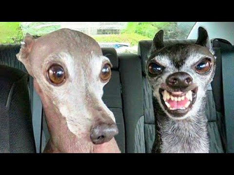 🤣 Funniest 🐶 Dogs And 😻Cats - Try Not To Laugh - Funny Pet Animals' Life 😇