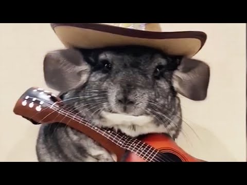🐹 Funny and Cute Chinchillas Compilation 🐹 [Funny Pets]