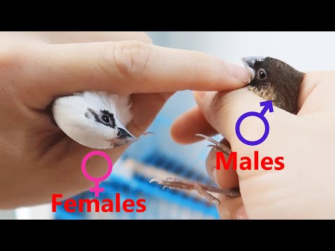✅ Society finch male and female?