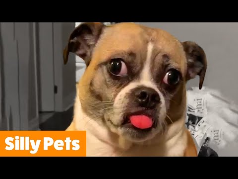 1 Hour of the Silliest Pets | Funny Pet Videos