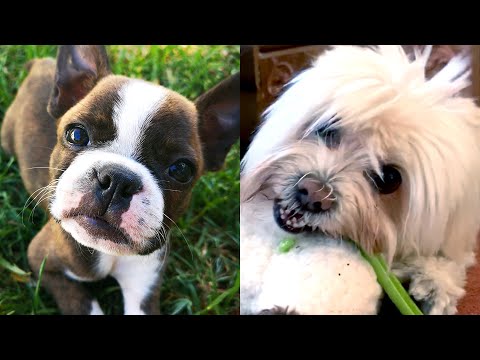 10 Dogs Who Don't Shed | Funny Pet Videos