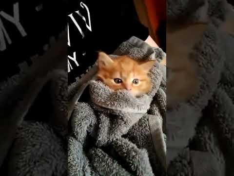 Adorable Blanket Burrito Cat #shorts