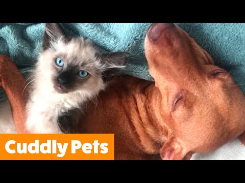 Adorable Cuddly Pets | Funny Pet Videos