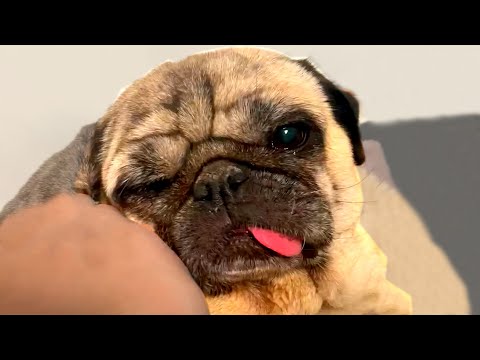 Adorable Derpy Pug | Funny Pet Videos