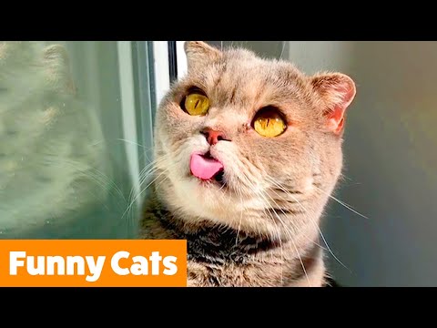 Adorable Funny Cats | Funny Pet Videos