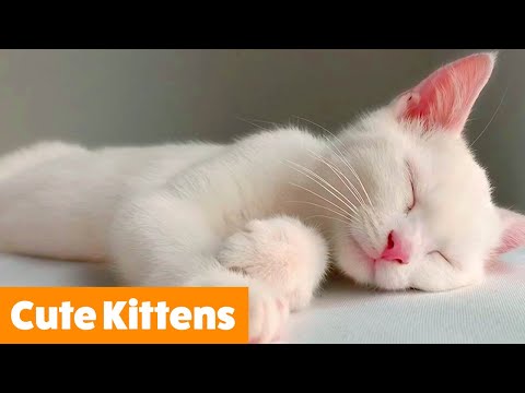 Adorable Funny Kittens | Funny Pet Videos