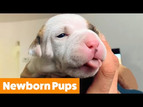 Adorable Newborn Puppies | Funny Pet Videos