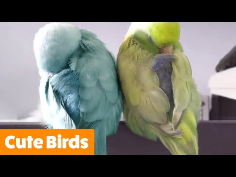 Adorable Silly Birds | Funny Pet Videos