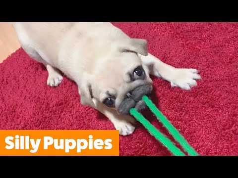 Adorable Silly Puppies | Funny Pet Videos