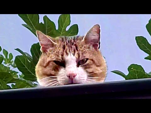 Angry cat is Watching You | Funny Pet Videos