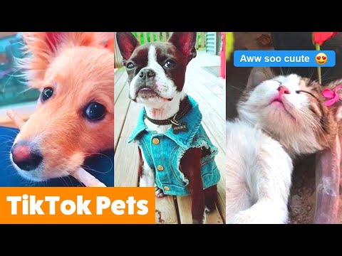 Animal TikToks That Will Make You AWW | Funny Pet Videos