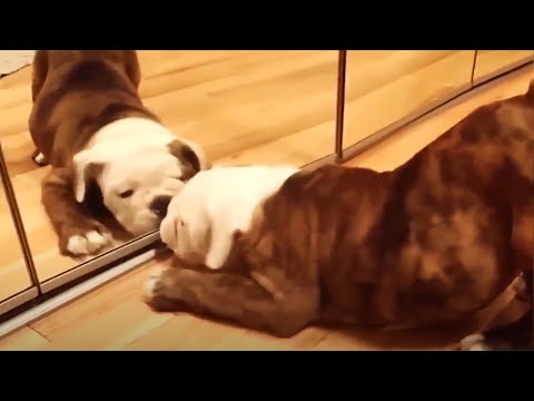 Animals in Mirrors Funniest Reactions 🤗 [Funny Pets]