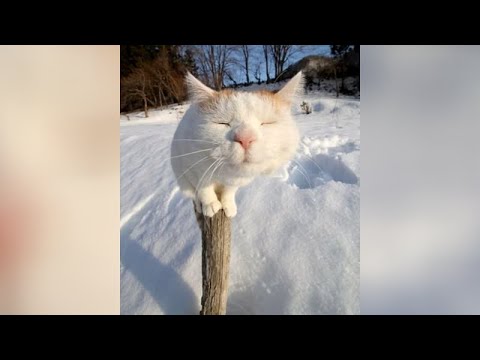ANIMALS in WINTER - Best selection!