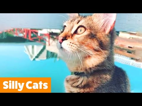 AWWW Cutest Cat Videos!