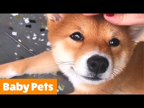 Baby Animal Reactions & Bloopers | Funny Pet Videos