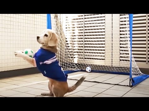Baby Dogs 😍 Cute and Funny Puppies Videos Compilation [Funny Pets]
