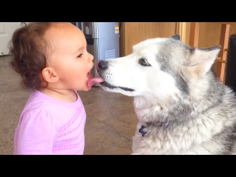 BABY LOVES KISSING HUSKY | FUNNY DOGS