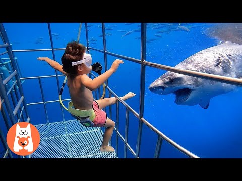 Baby Shark Doo - Doo! Divertido maestro de bebés en la pesca incluso por primera vez