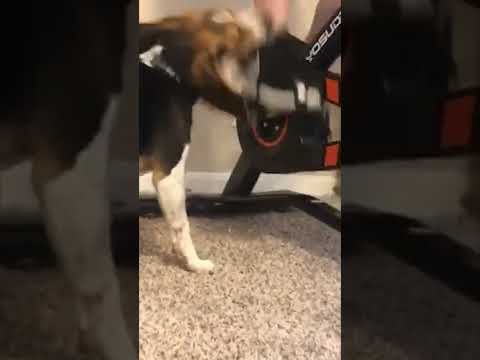 Beagle Spins Along With Stationary Bike #shorts