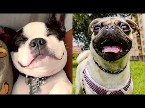 Best Dogs For Apartment Living | Funny Pet Videos