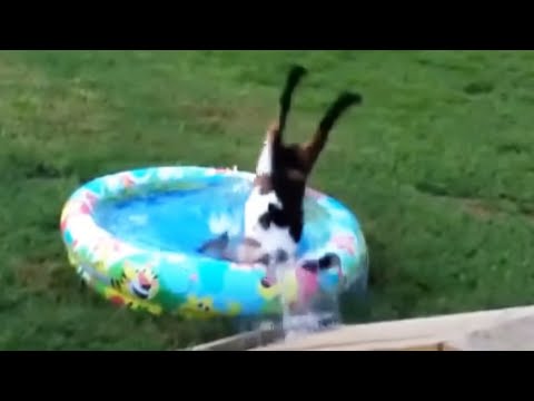 Best of Fainting Goats 2020 - Funny Compilation 😂 [Funny Pets]