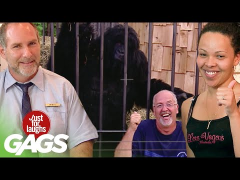 Best of Gorilla Pranks | Just For Laughs Compilation
