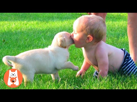 BFF DICTIONARY ★ No podrás entender el lenguaje del mejor amigo entre bebés y perros