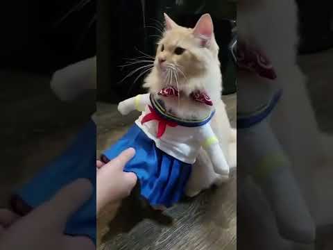 Cat As School Girl Shakes Paws #shorts