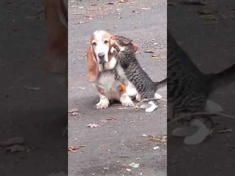 Cat CAN'T stop LICKING dogs ear #shorts
