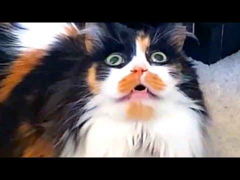 Cat Does A System Reboot | Funny Pet Videos